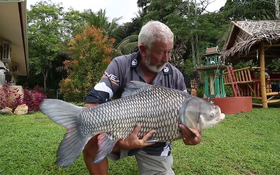 泰国巨型鲤鱼图片