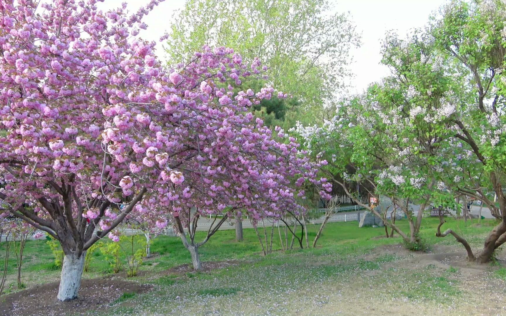 2021年北京玉渊潭樱花节(第2集 晚樱)_哔哩哔哩_bilibili