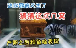 迷你鹦鹉鱼又产卵了，猜猜这次几窝同时生产，种鱼产卵之后什么表现