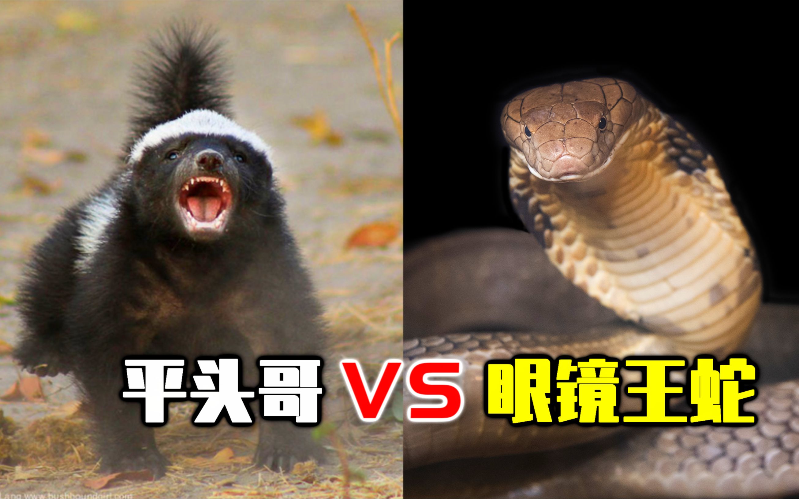 平头哥vs眼镜王蛇图片