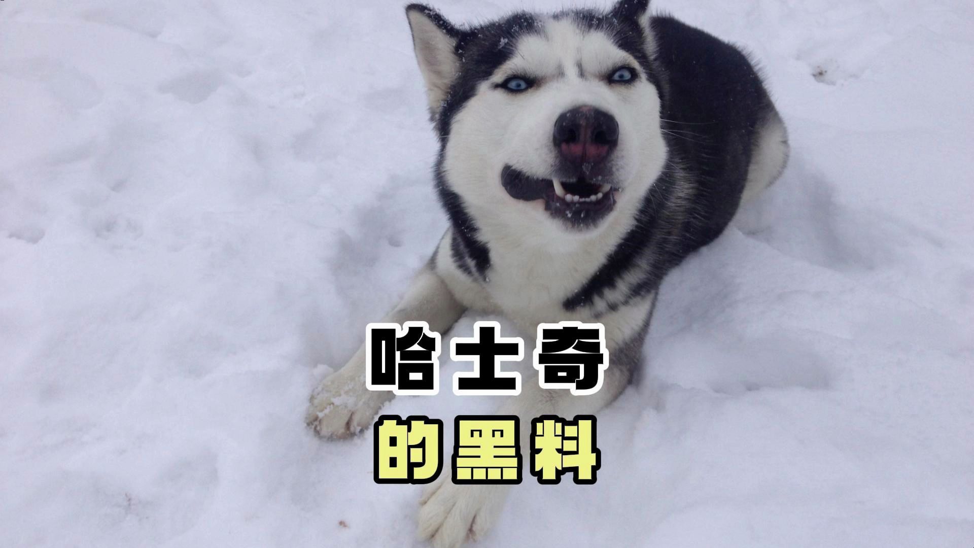 放送哈士奇的黑料,你家二哈是这样的吗?
