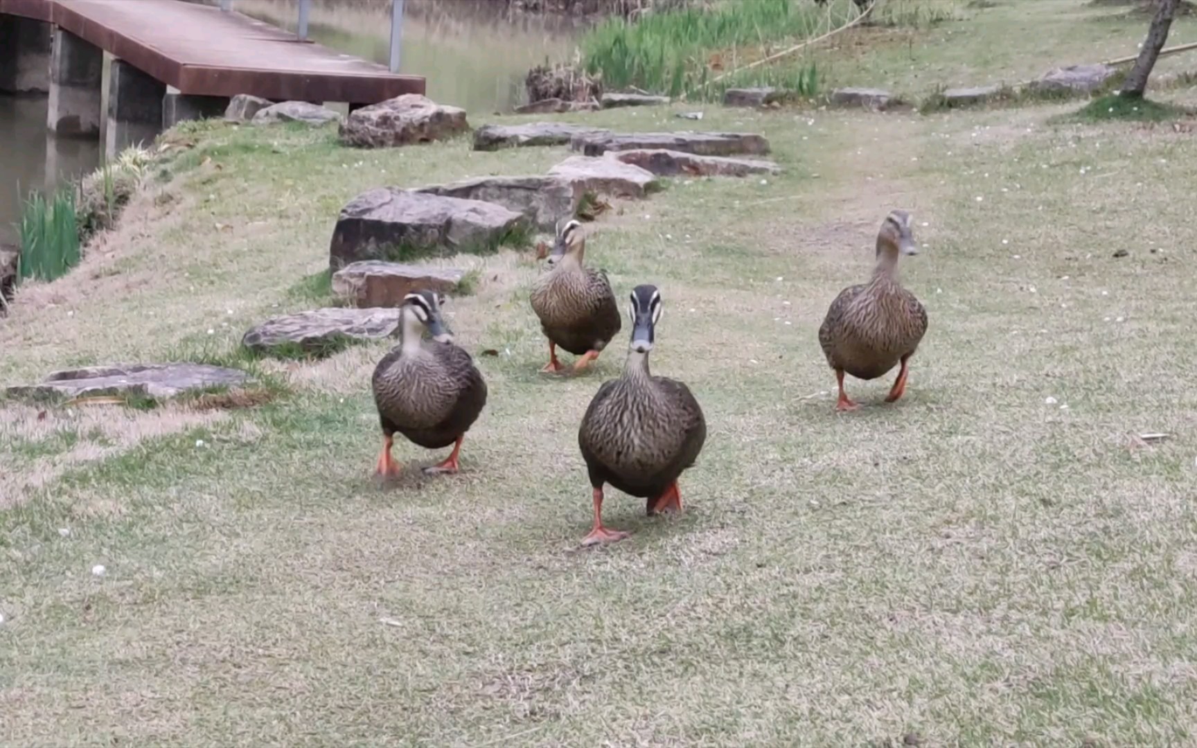 鸭子们跑步的样子真滑稽!哈哈哈哈哈_哔哩哔哩_bilibili