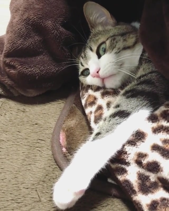 【suzume】睡眼朦胧想要赖床的傲娇喵