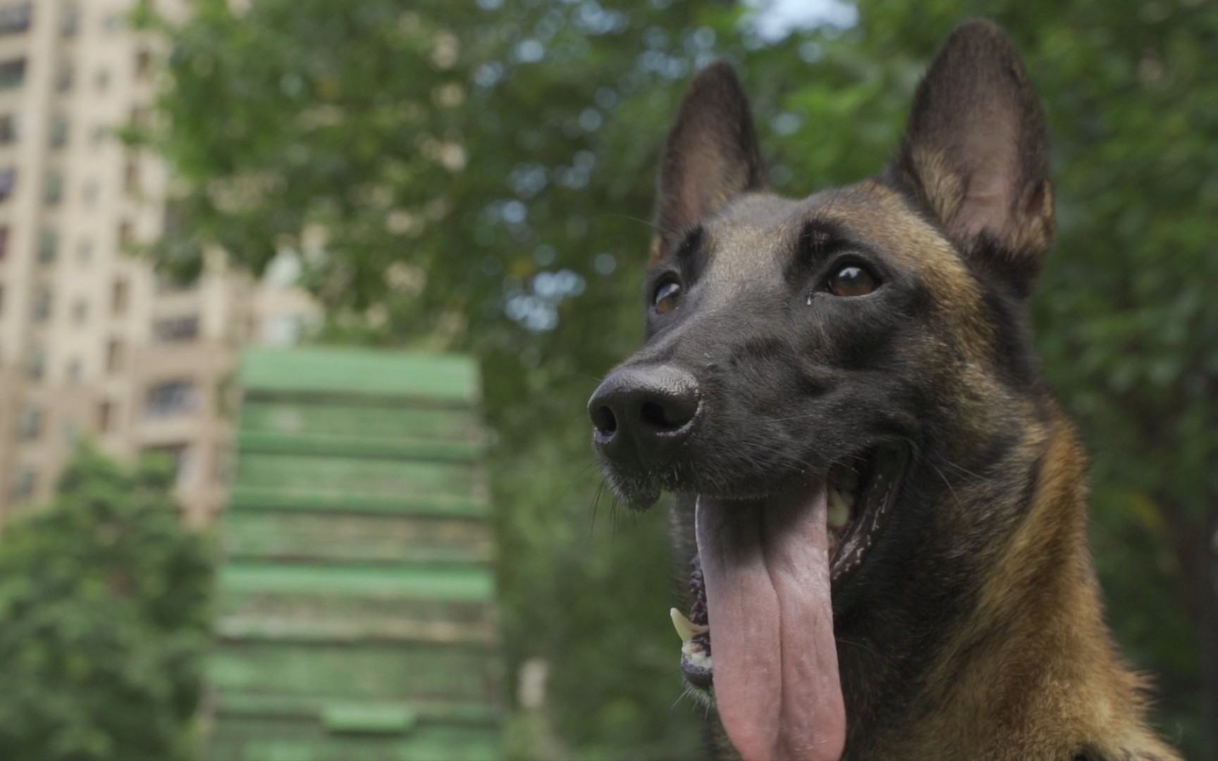 【警犬训练】警犬告诉你为什么要及时结束训练哔哩哔哩bilibili