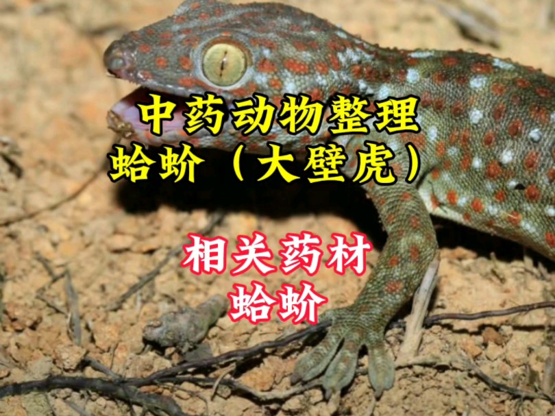 中药动物整理-蛤蚧(大壁虎)