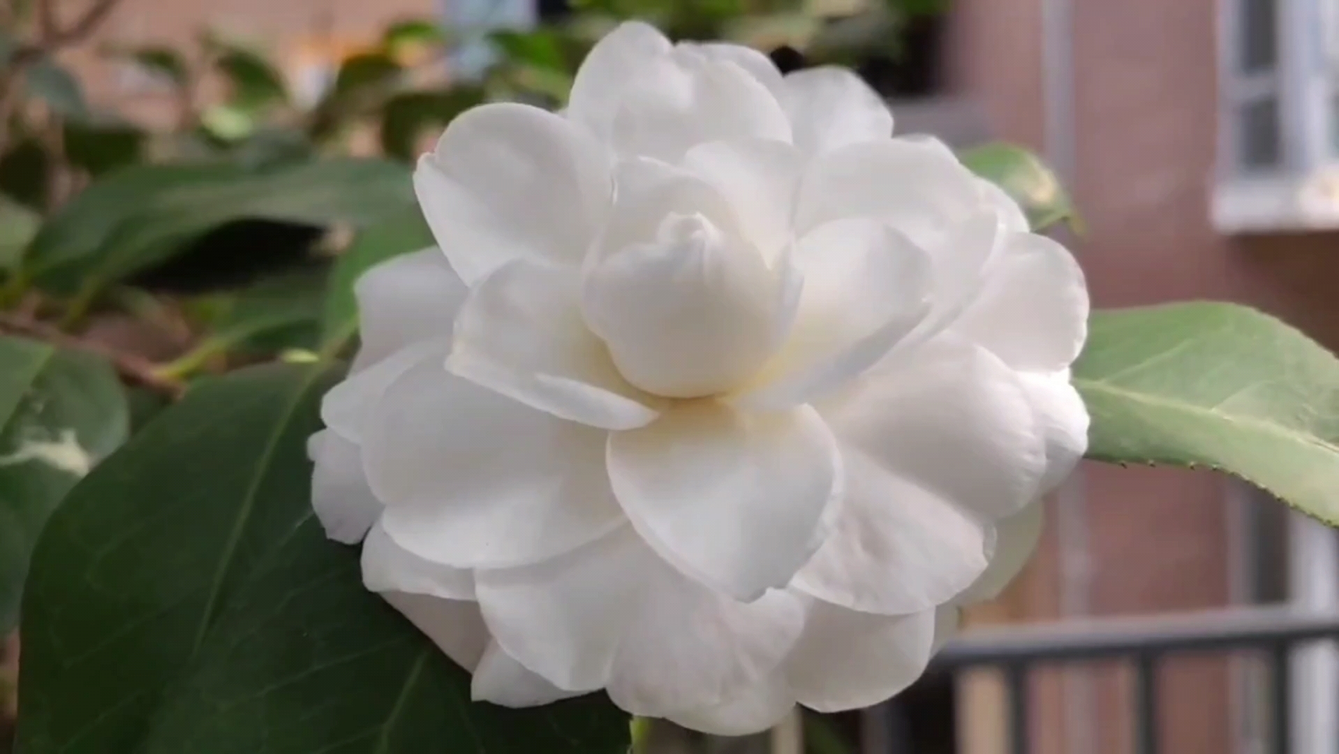 洁白无瑕的白山茶