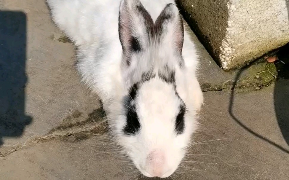 兔兔#失踪的花花兔_哔哩哔哩_bilibili