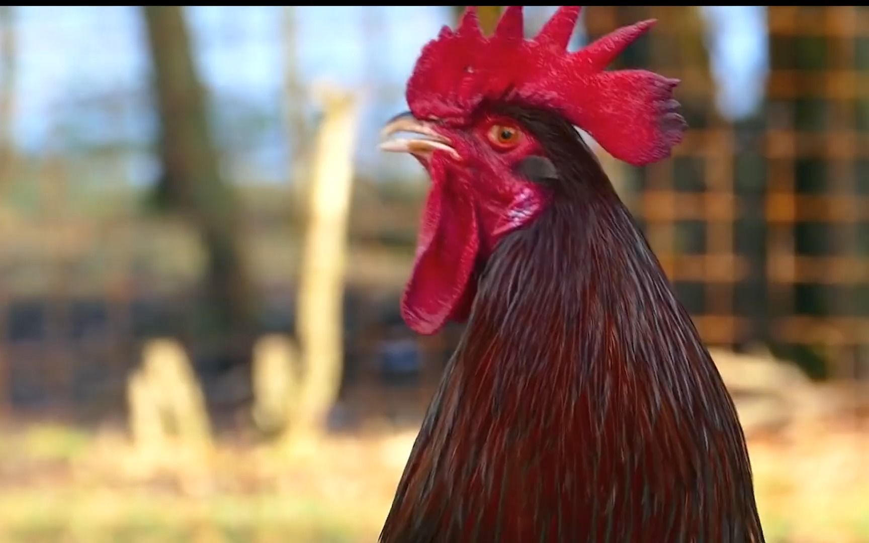 不同国家的公鸡打鸣,土耳其鸡打鸣持续15秒?俄罗斯公鸡声音最大