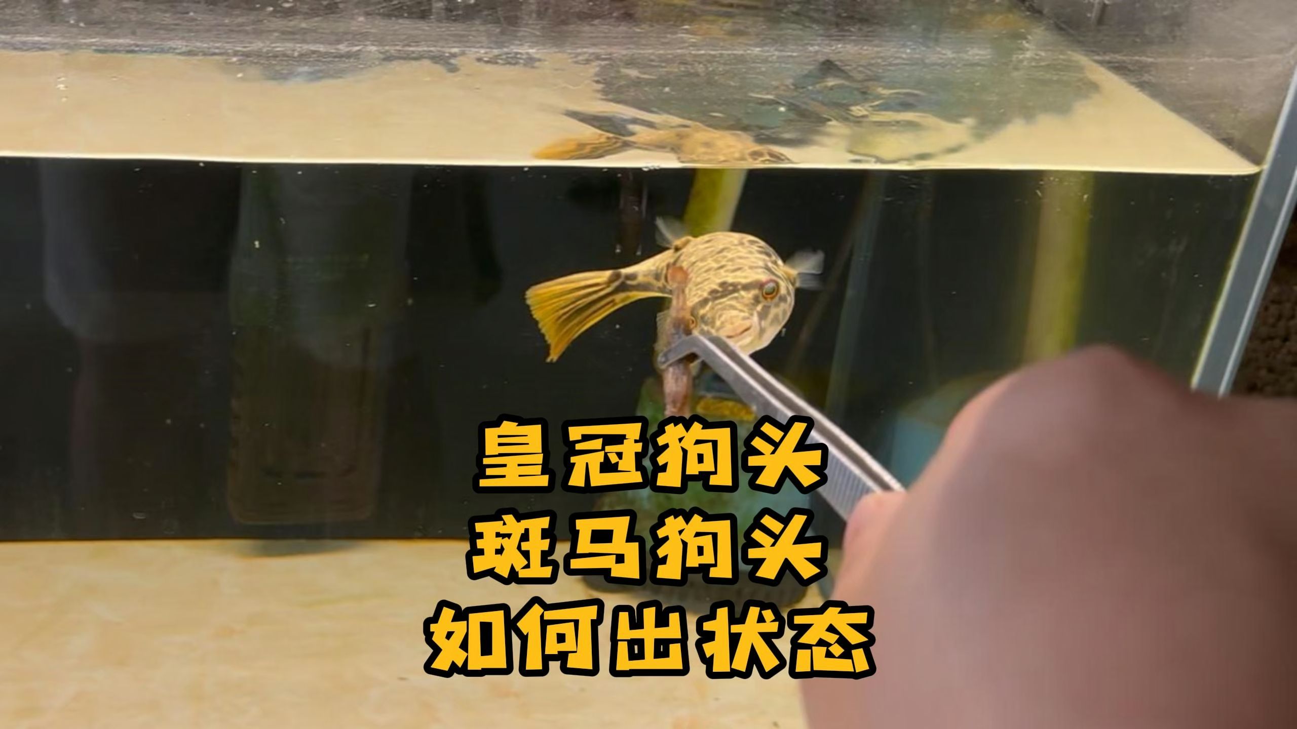 皇冠狗头斑马狗头如何出状态