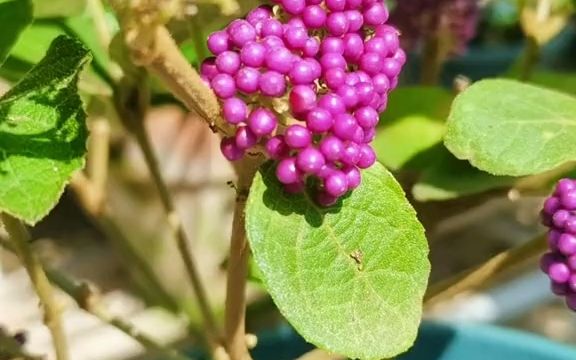 [图]【花卉】又一个北方露天种植的耐寒观果植物，紫珠