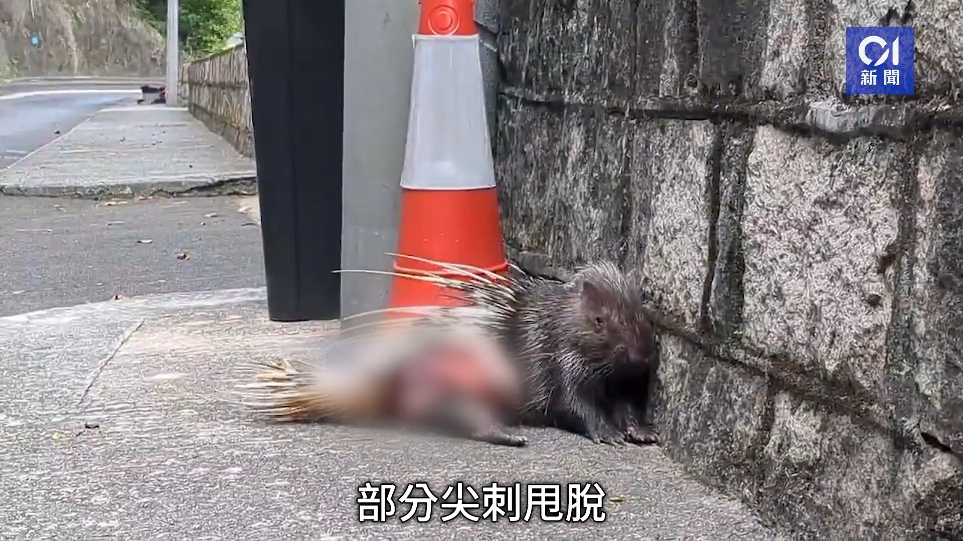 香港箭猪倒路旁腹部重伤皮开肉绽|动物|箭猪|爱护动物协会|嘉道理农场|哔哩哔哩bilibili