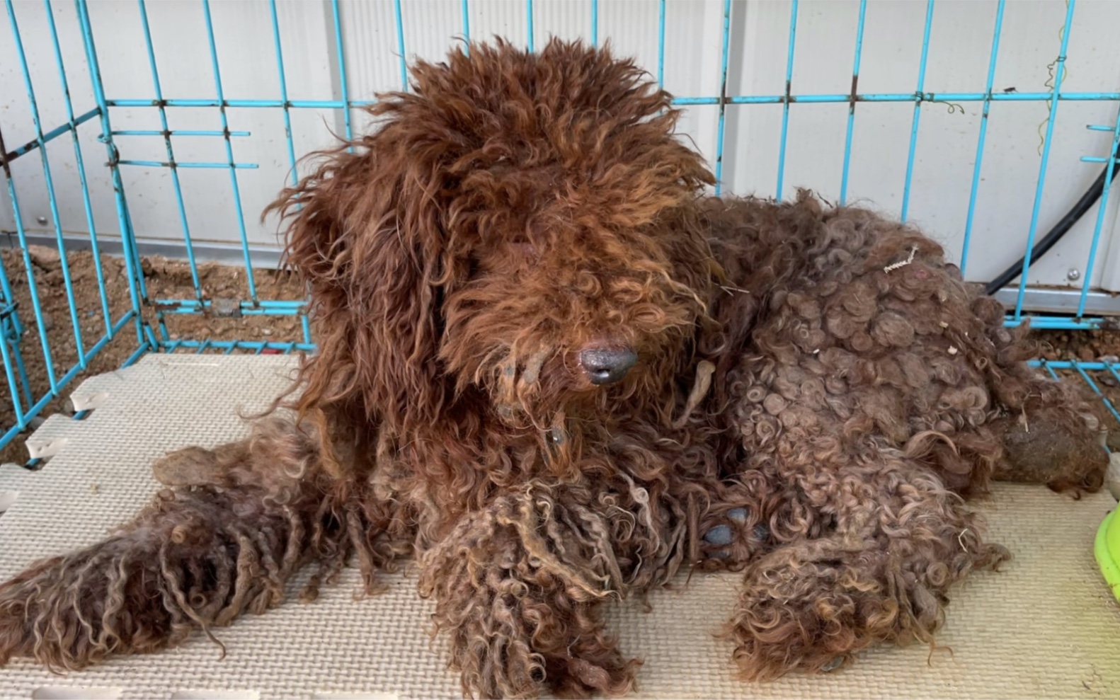 流浪的泰迪毛发打结连眼睛都看不到了,为了一口食物经常被人打.