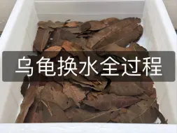 Download Video: 【养龟经验分享】乌龟换水全流程