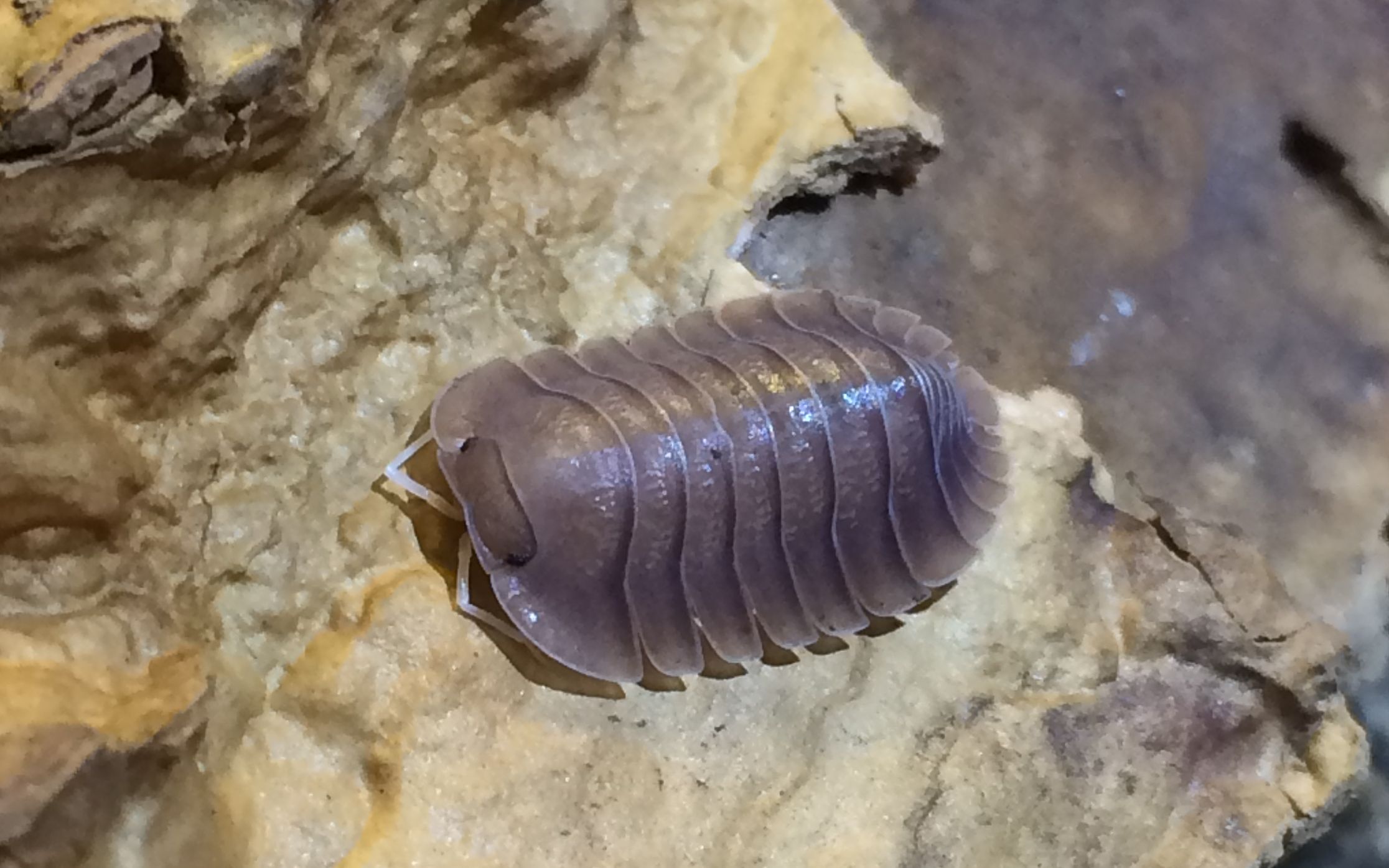 东南亚土色洞穴古巴虫cubaris sp. "soil"原生环境介绍