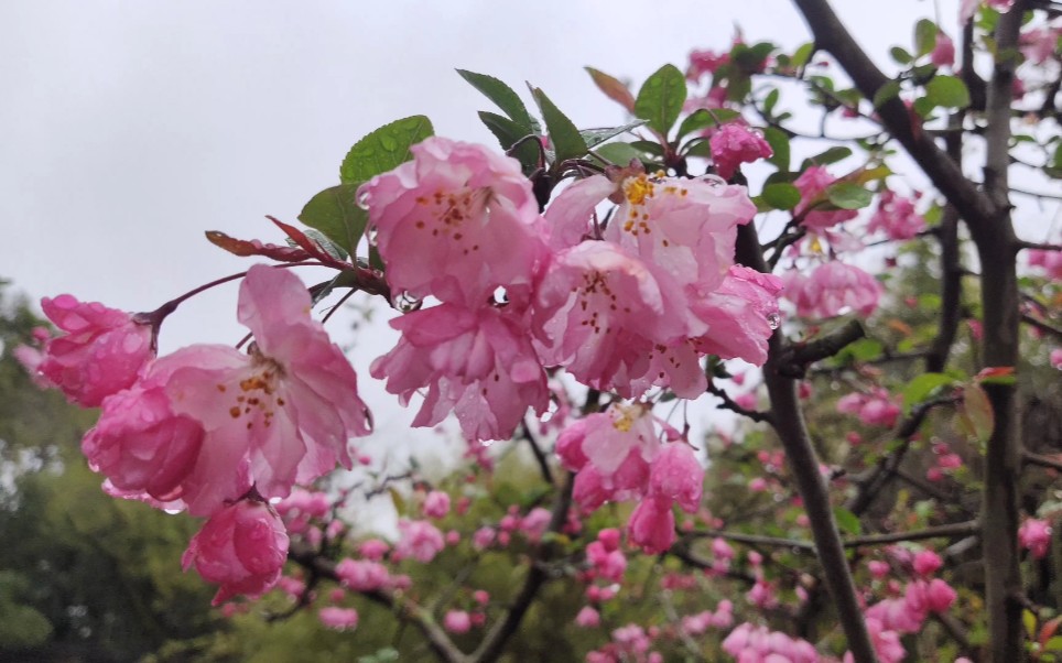 【植物】垂丝海棠哔哩哔哩bilibili