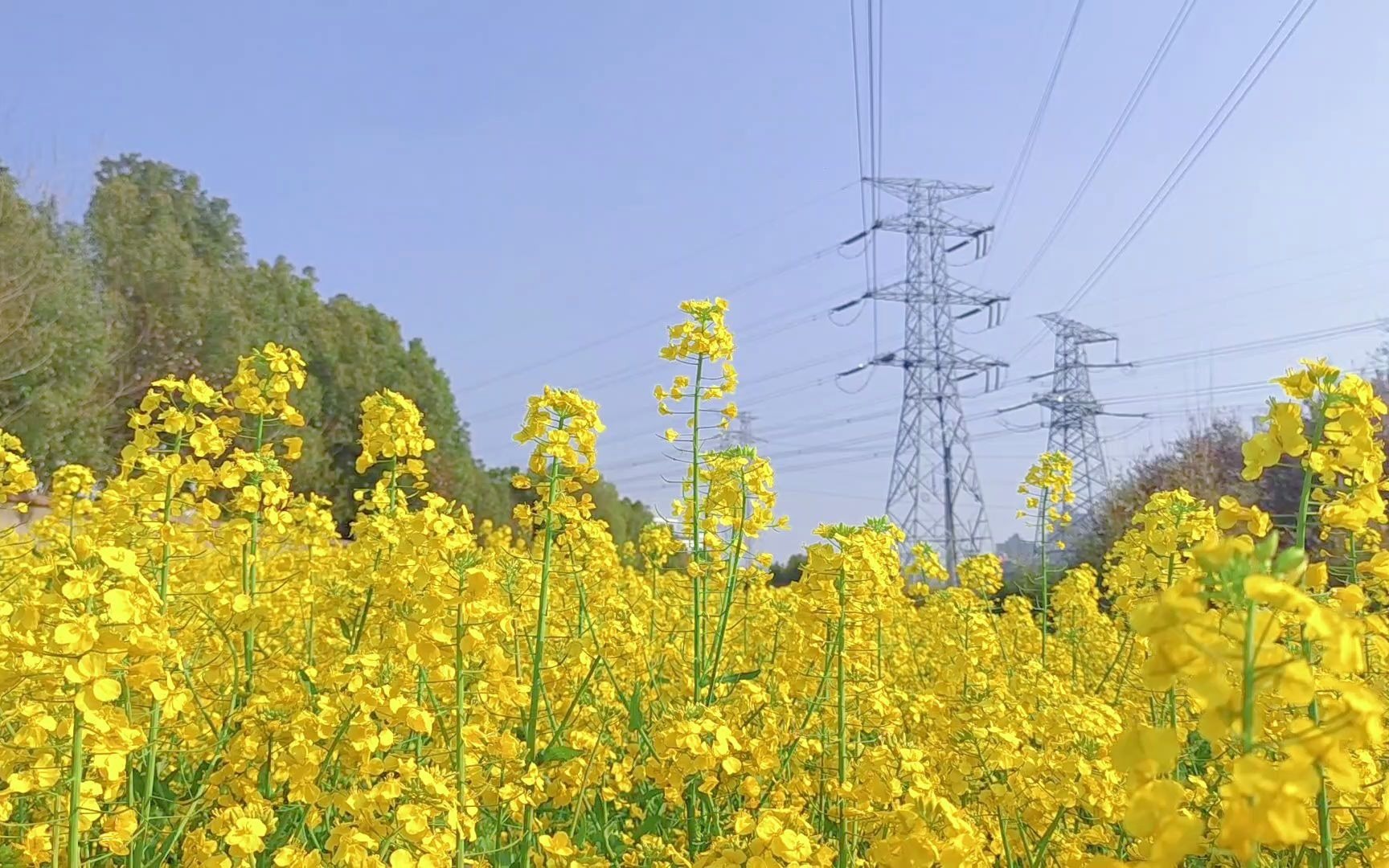 [图]油菜花香的三月