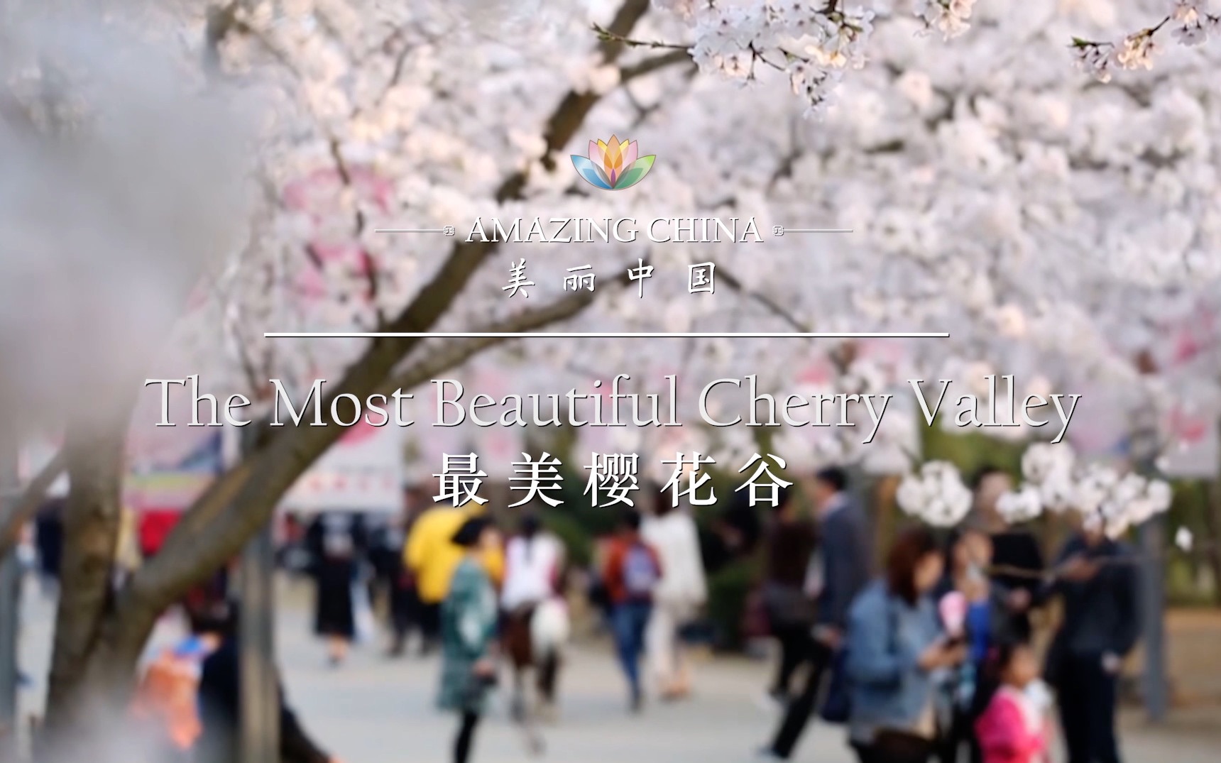 [图]《美丽中国 最美樱花谷》-The Most Beautiful Cherry Valley