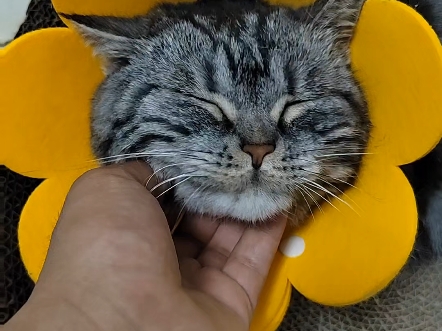 治愈小猫咪赶走不开心