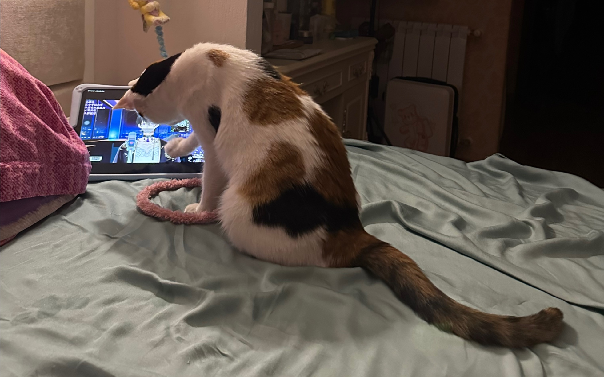 怎么会有这么爱看虚拟主播的小猫咪啊