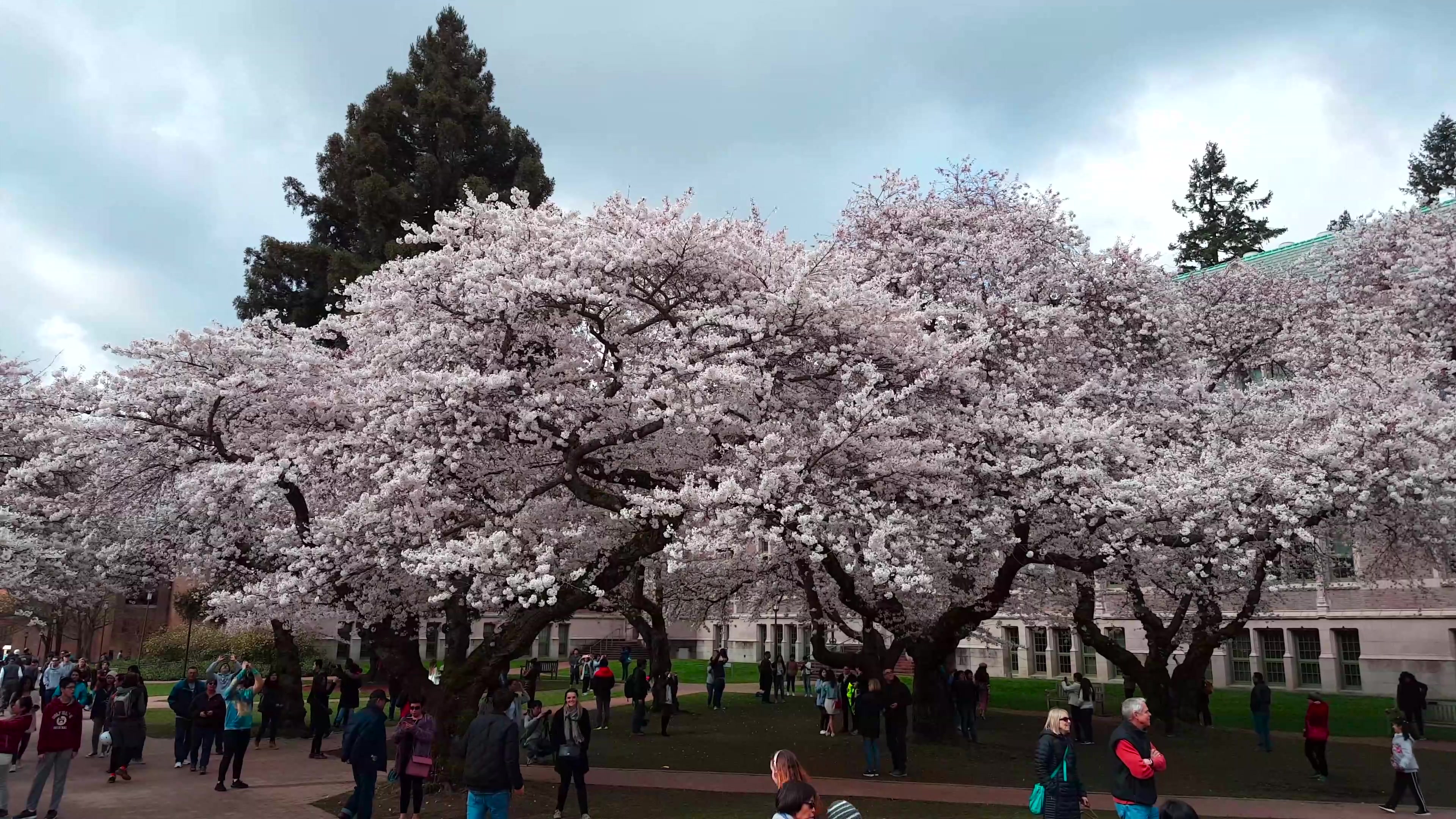西雅图华盛顿大学的樱花
