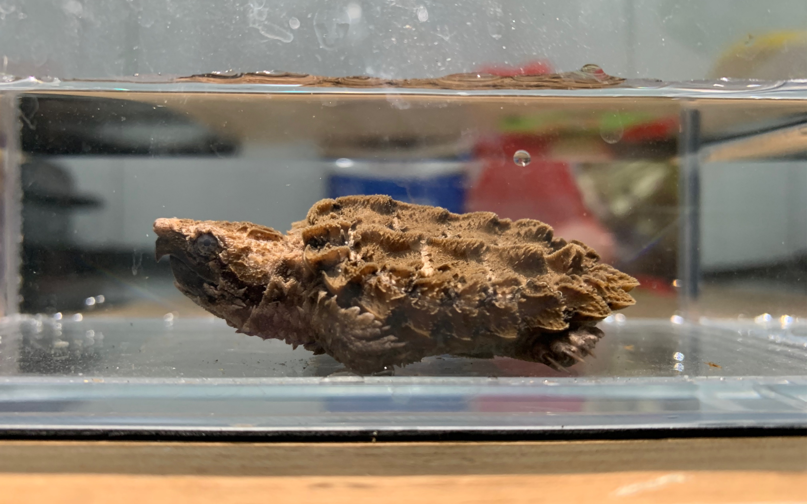 严全原色大鳄苗进食龟粮