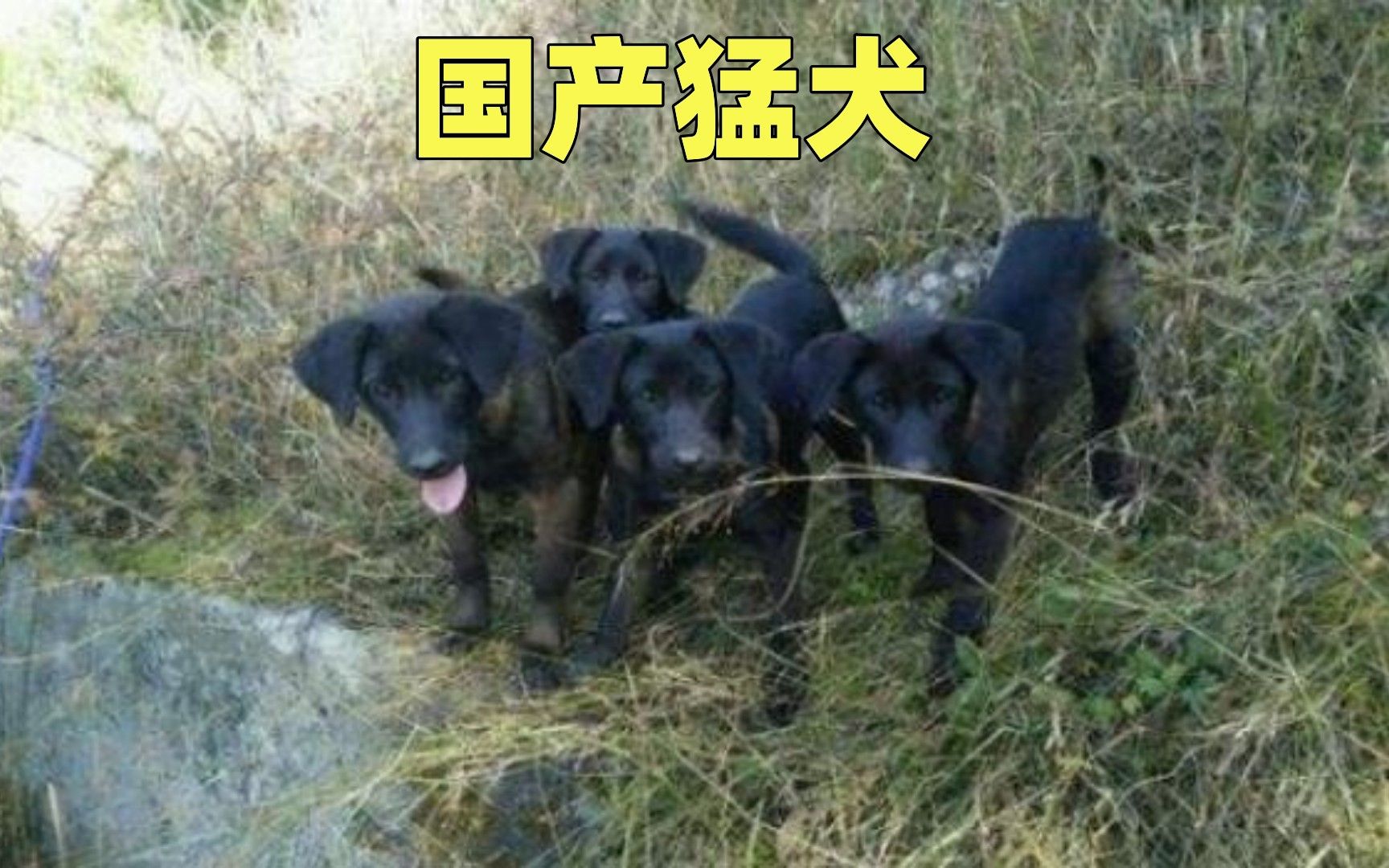 国产猛犬撵山狗,凉山猎犬战斗力彪悍哔哩哔哩bilibili