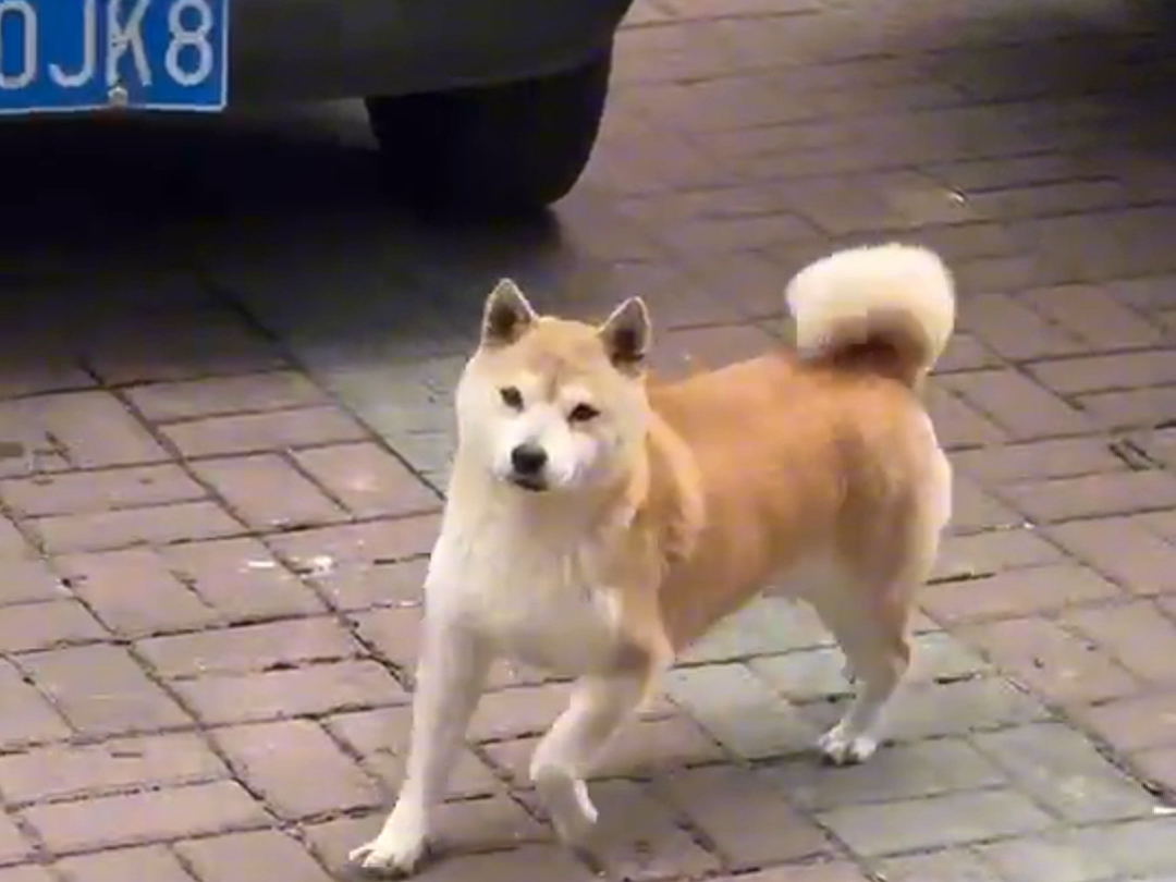 开心要蹦,不开心歇会儿再蹦|就在刚刚,被要求安静如鸡,那我怎么个能受