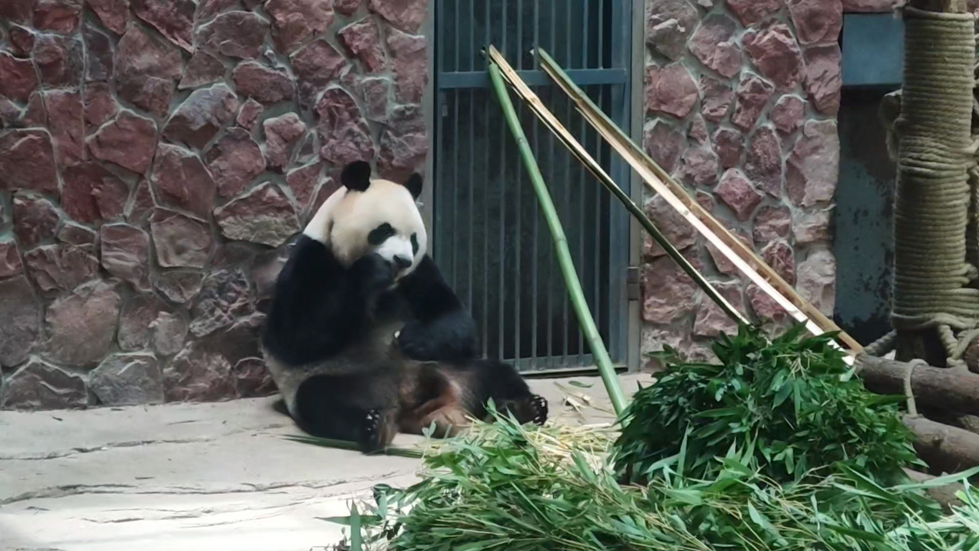 黔灵山公园的熊猫,吃苹果前先搽搽干净