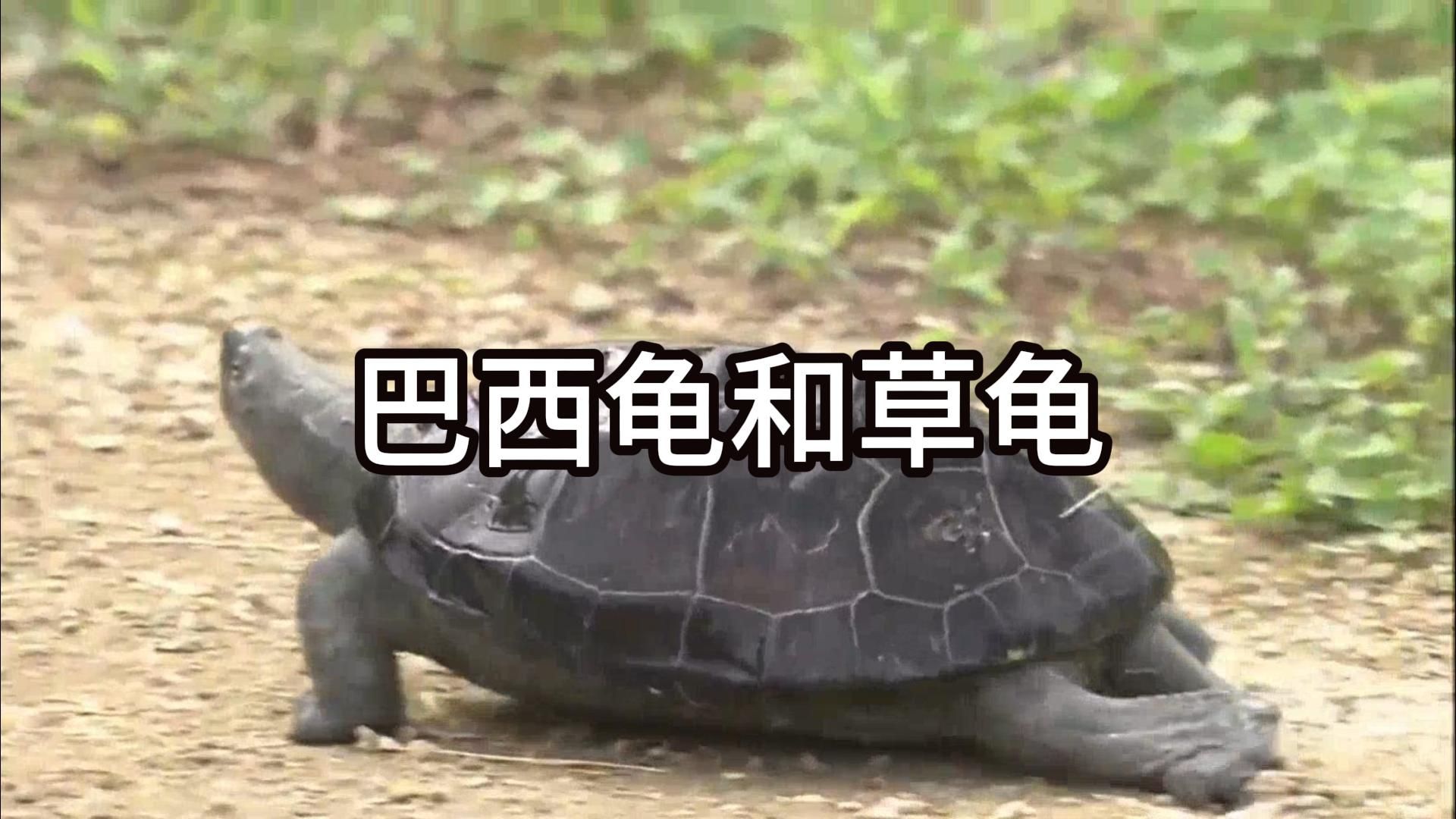 巴西龟和草龟的区别