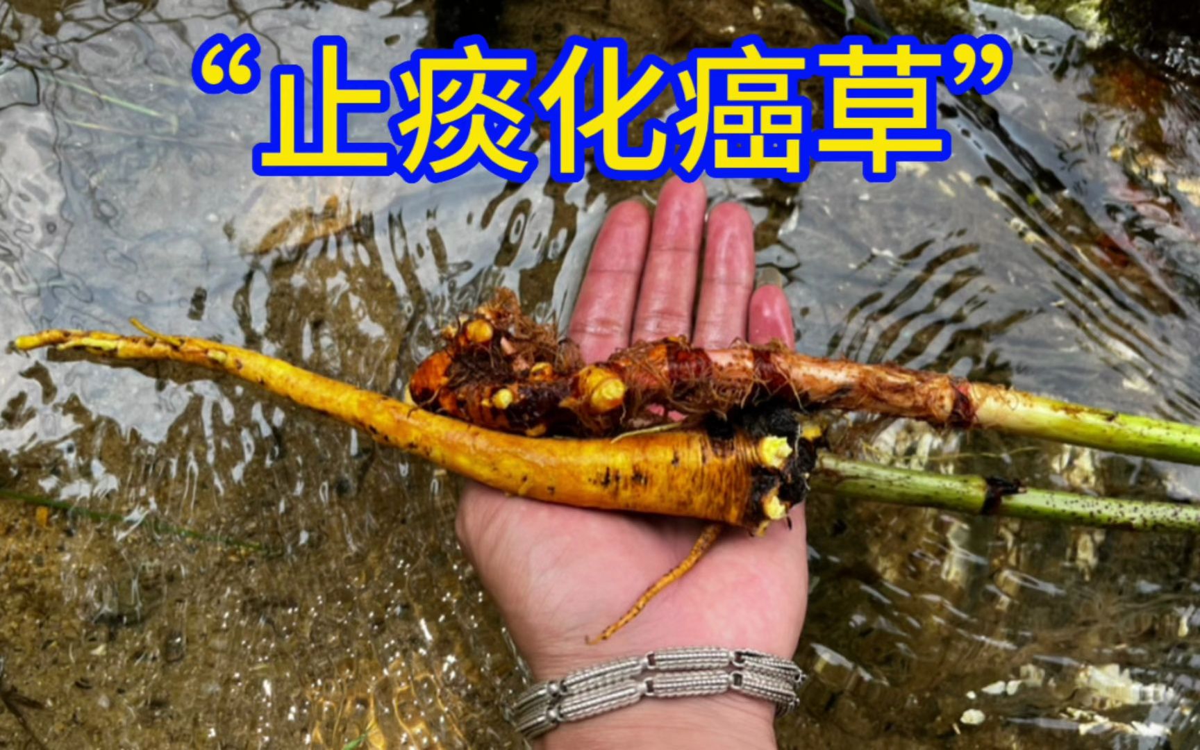 农村不起眼的"止痰化癌草",用途广泛浑身都是宝,赶紧认识一下