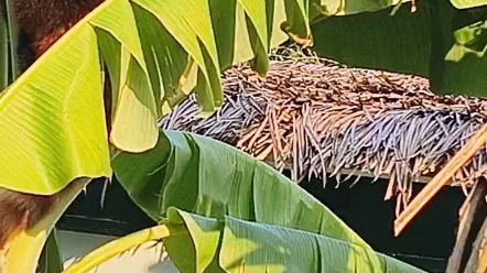 小熊熊爬到香蕉東張西望