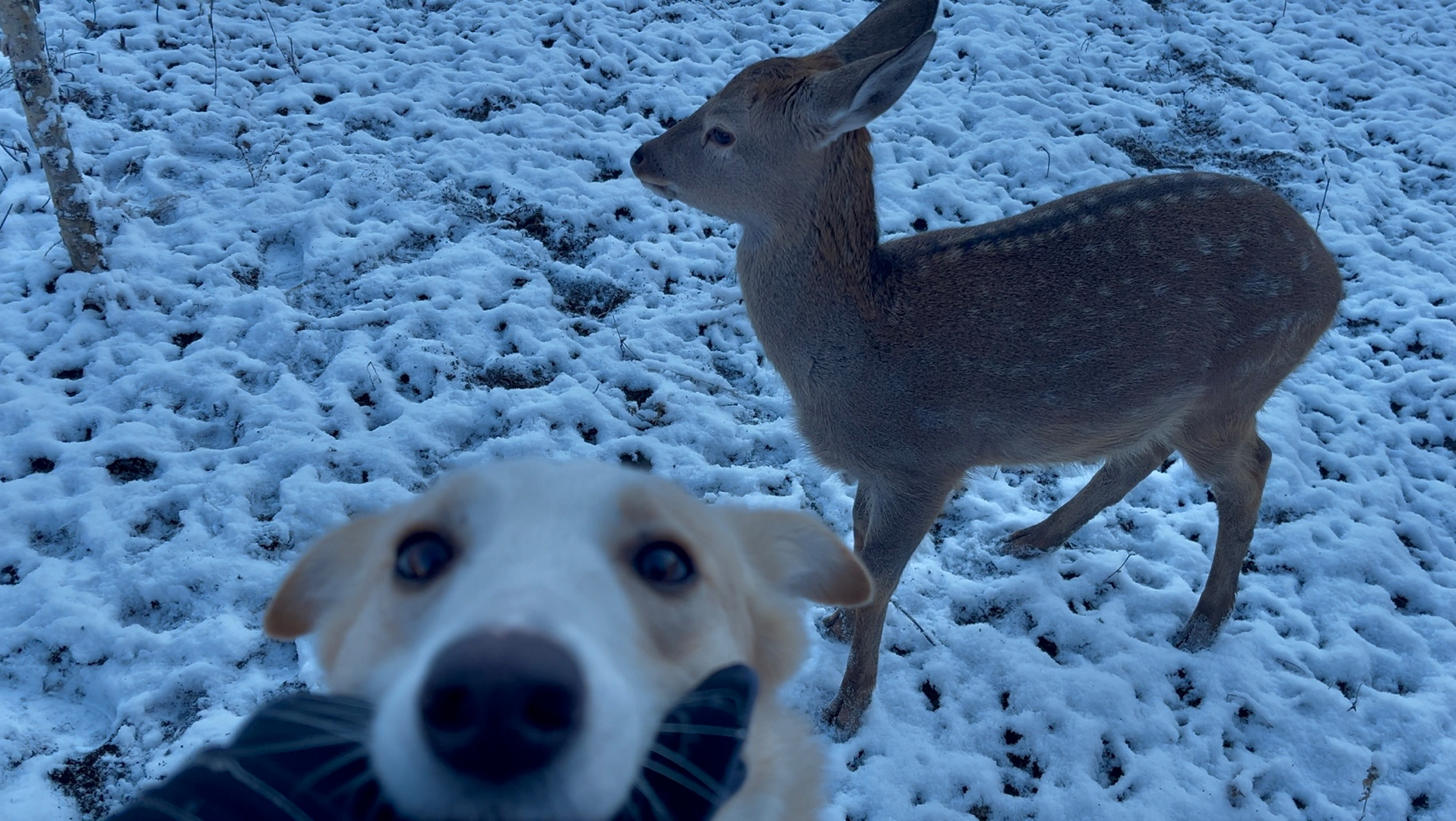 雪中狂飙，众宾欢也！