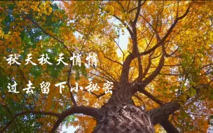 Download Video: 秋天秋天悄悄过去留下小秘密