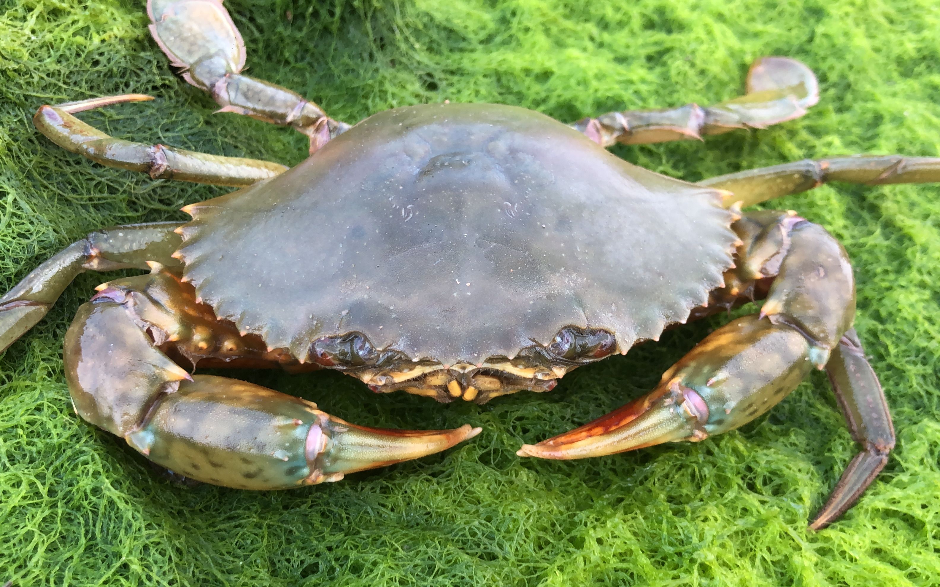 海边退潮后,兴哥赶海发现大青蟹都在石头底,还有很多大生蚝