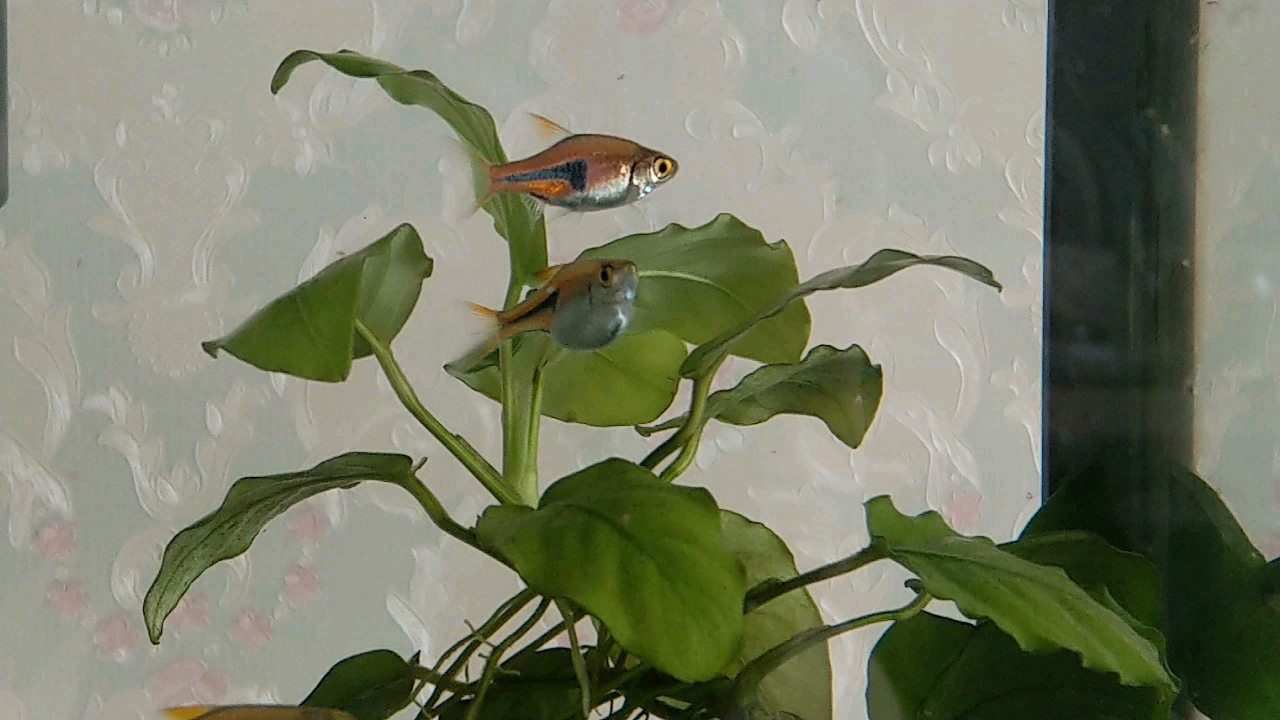 繁殖中的三角灯鱼