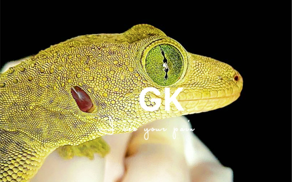 史密斯绿眼守宫.