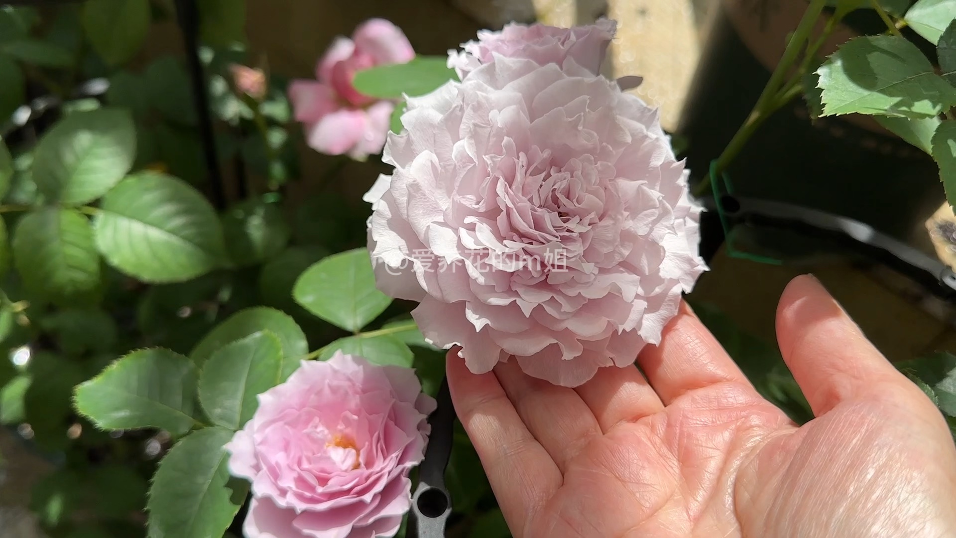 月季蜻蜓的春花