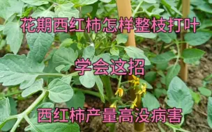 Download Video: 花期西红柿怎样整枝打叶？学会这招，西红柿产量高没病害