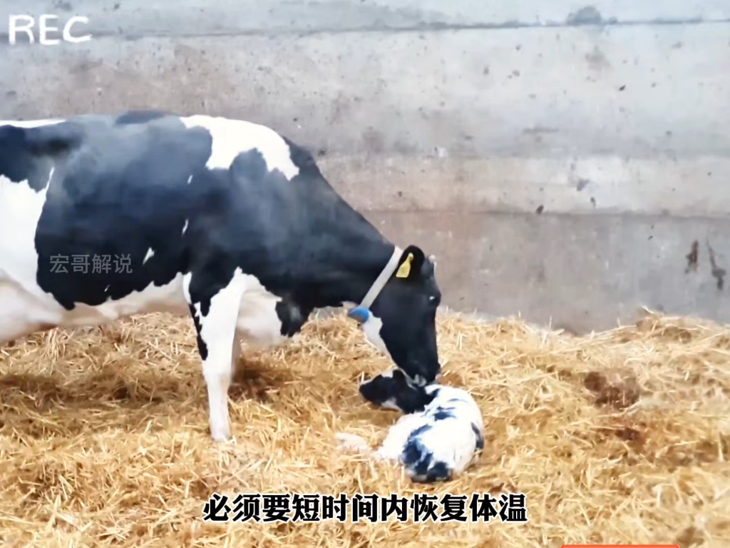 奶牛分娩全过程#神奇动物在这里#奶牛#小牛犊