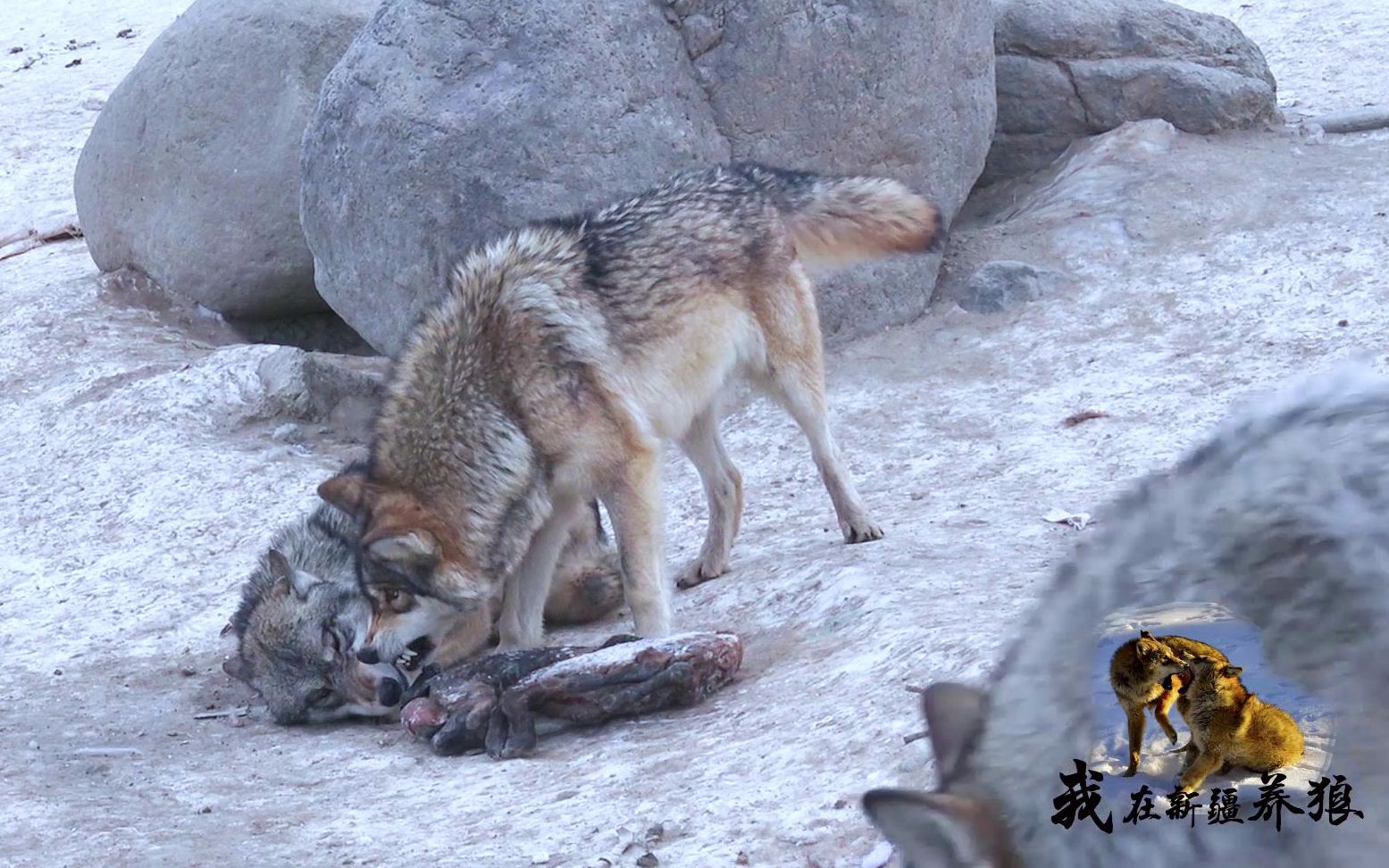 狼王不管事了?弱狼抢走食物不闻不问,为啥专挑地位高的来教训?