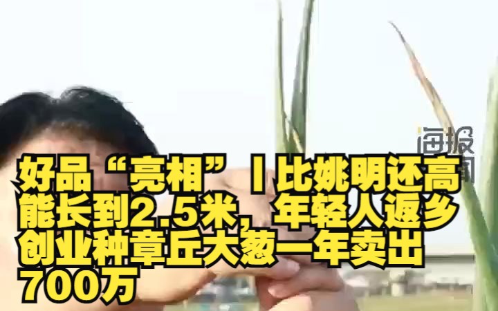 章丘大葱最高能长多高图片