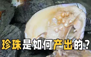 Download Video: 珍珠是怎样形成的？都是从蚌里产生的吗？答案和想象的不太一样