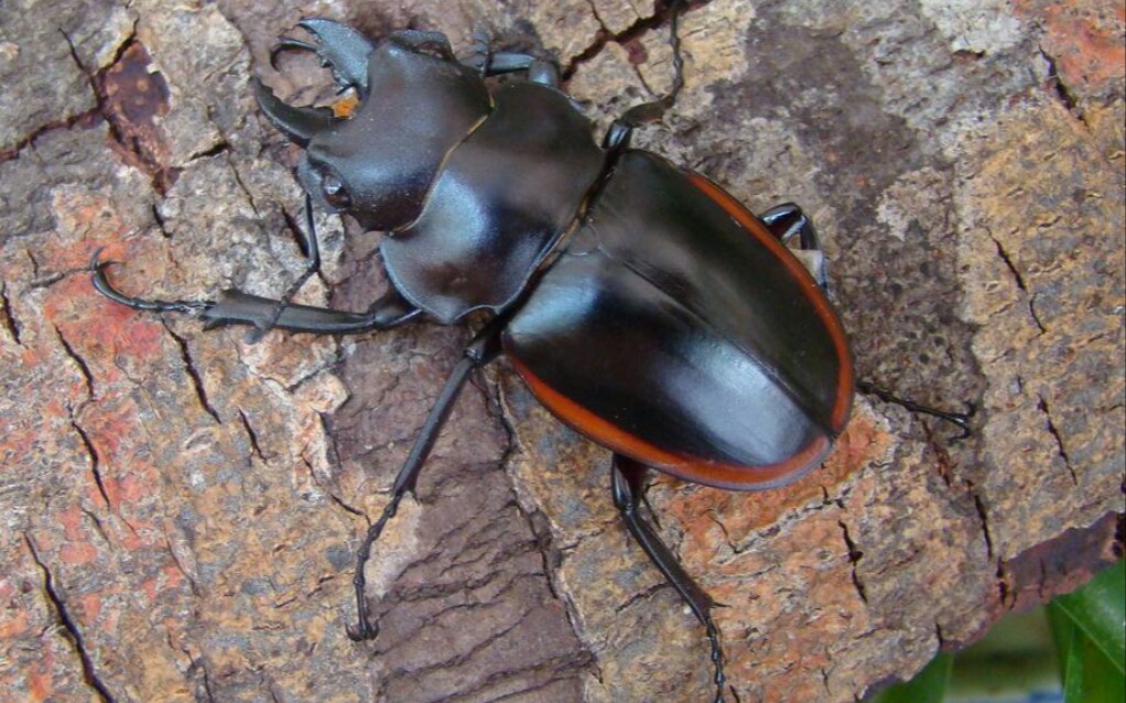 野采vlog(红边鬼艳锹形虫)_哔哩哔哩 (゜-゜)つロ 干杯~-bilibili