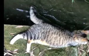 猫太公钓鱼