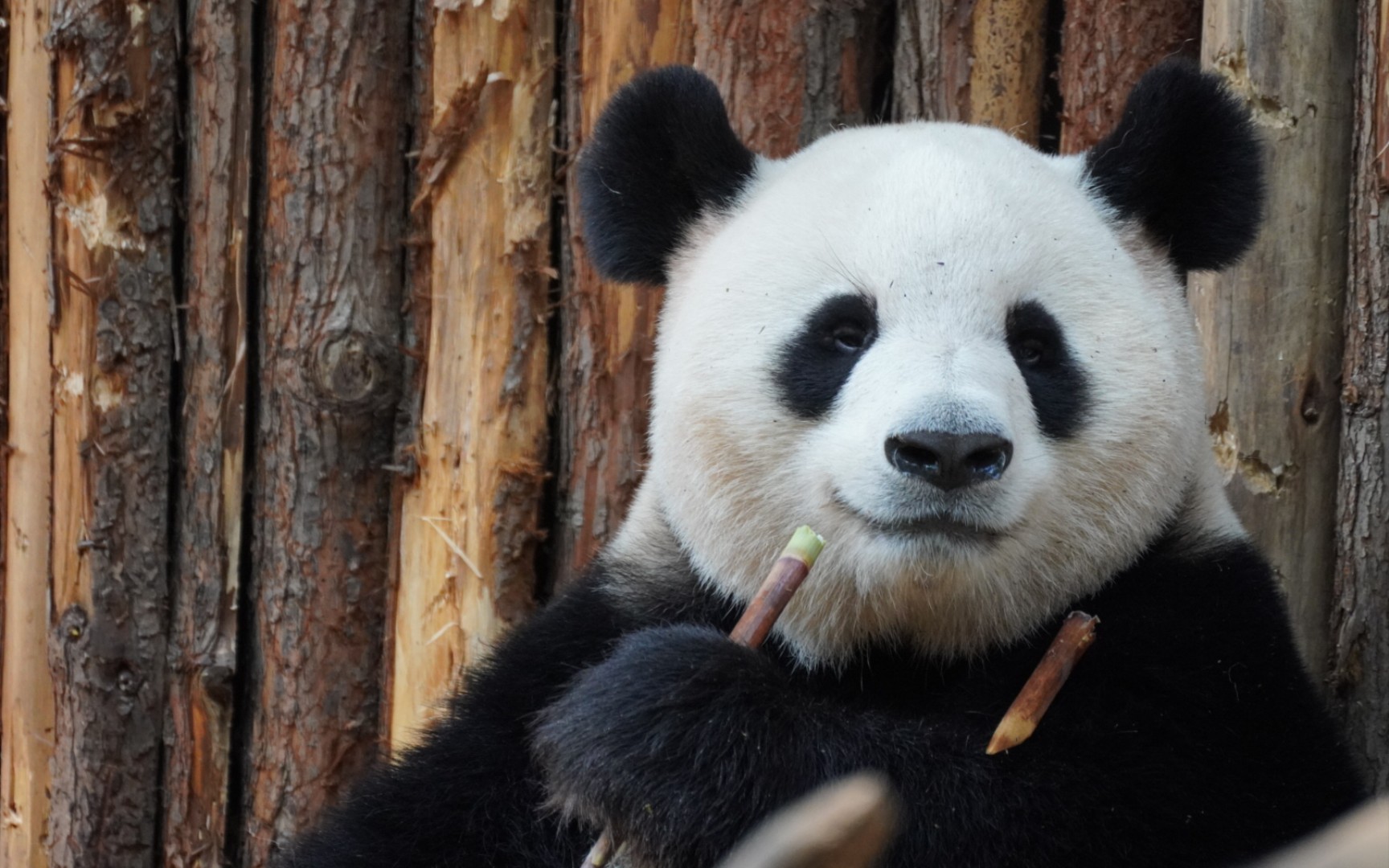 【大熊猫艾莉】给熊孩子喂奶太累了!艾莉莉直接开倍速补充能量