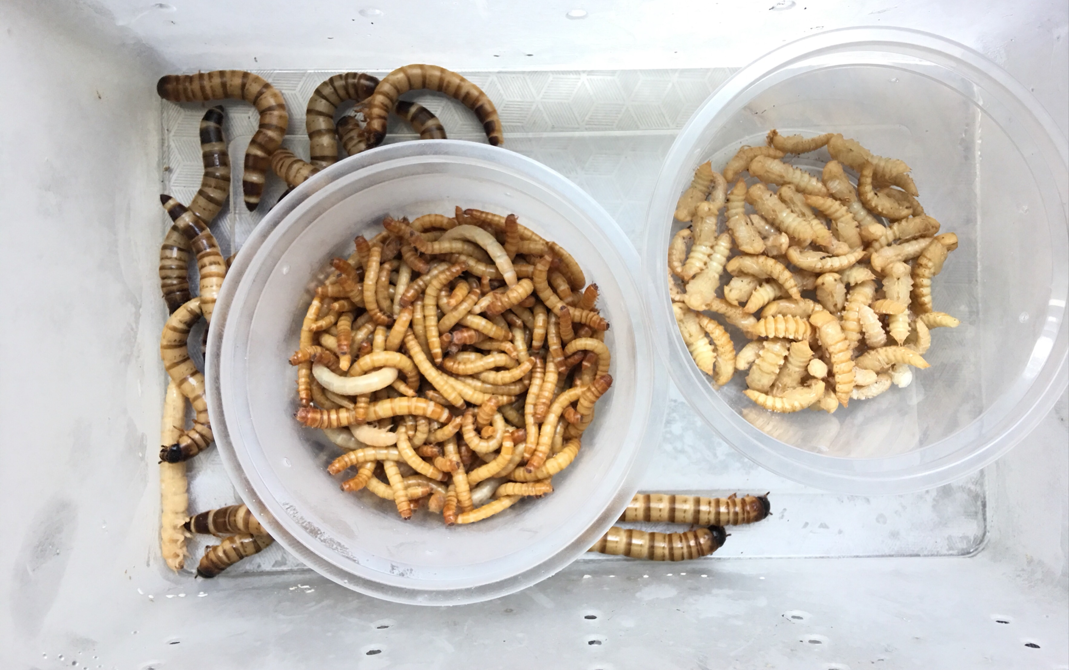 三种不同形态的大肉虫子,重口味,云朵带你一一品尝_哔哩哔哩 (゜-゜)
