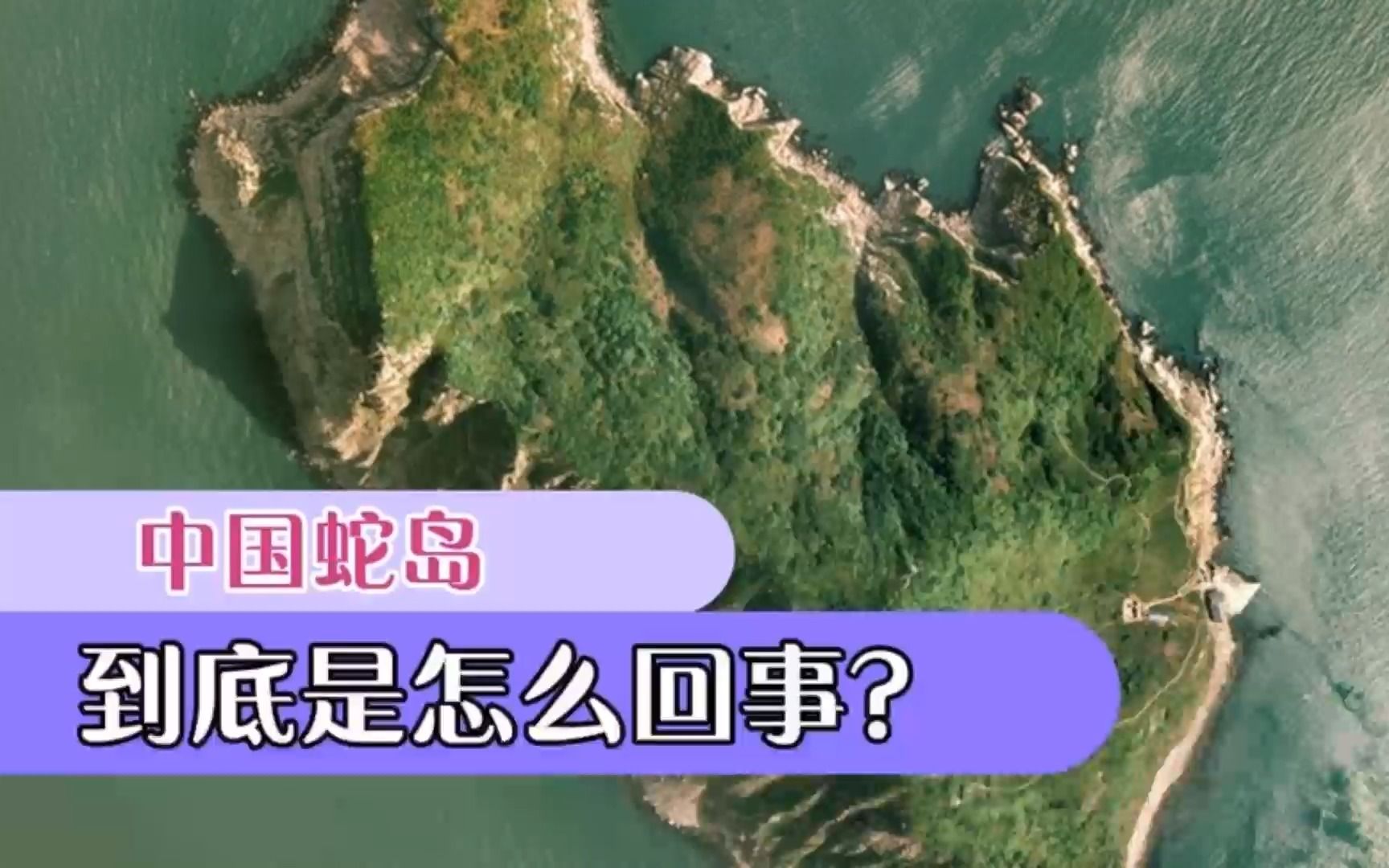 101_大連蛇島擁有20000條毒蛇,把2只