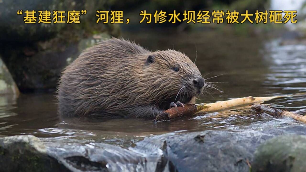 黄腰狸产地图片