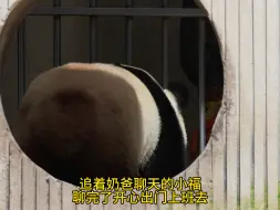 Download Video: 【大熊猫福宝】追着奶爸聊天的小福宝！聊好了，开开心心出门上班啦！