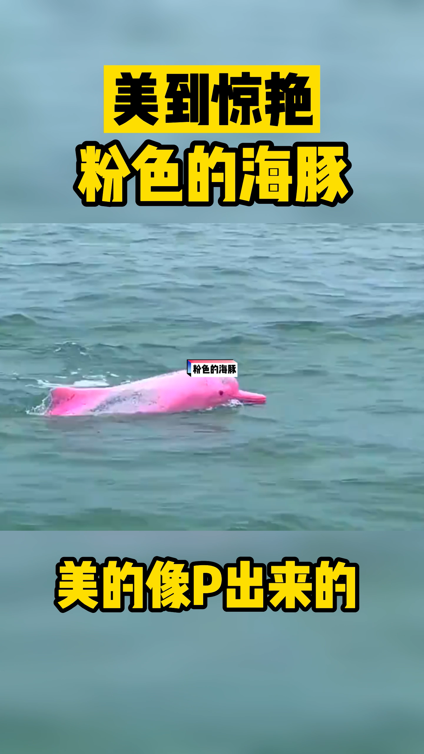 粉色的海豚?美的像是P的!!哔哩哔哩bilibili